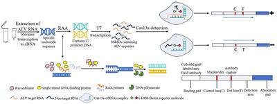 Rapid detection of avian leukemia virus using CRISPR/Cas13a based lateral flow dipstick